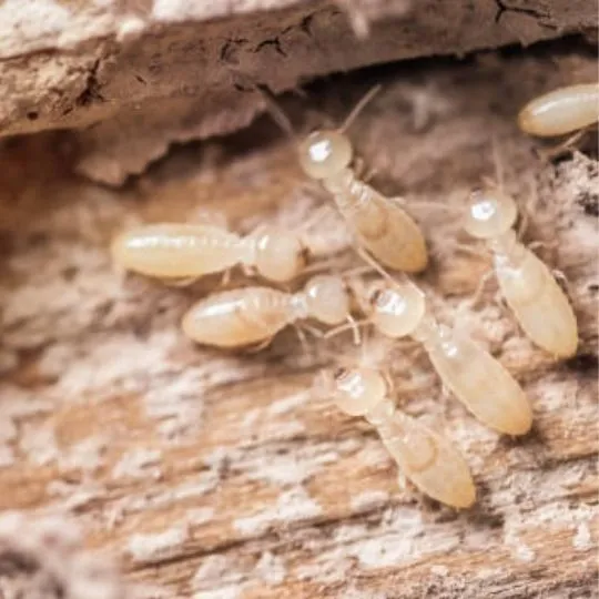 baby termites